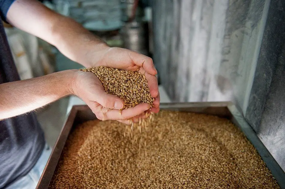 Large container full of malted barley