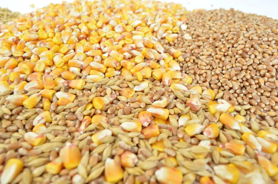 A mixture of corn, barley and wheat